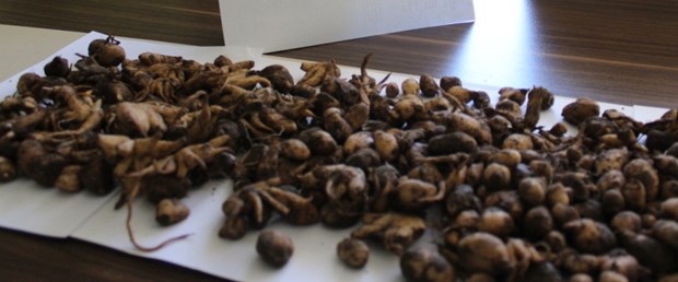 salep soğanı.jpg