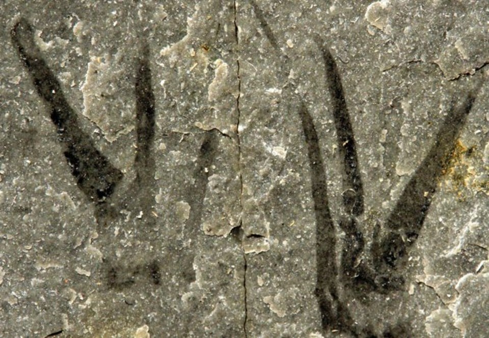 'Makas Eller'in fosili.