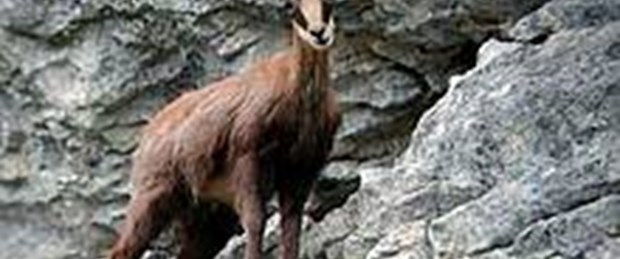 Kaçak avcılar doğayı tehdit ediyor