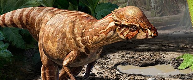 'Kalın kafalı' dinozorların en eskisi