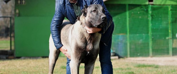 kangal.jpg