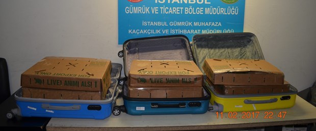 kaplumbagalar-gumruge-takildi.jpg