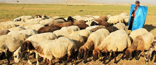 çoban.jpg