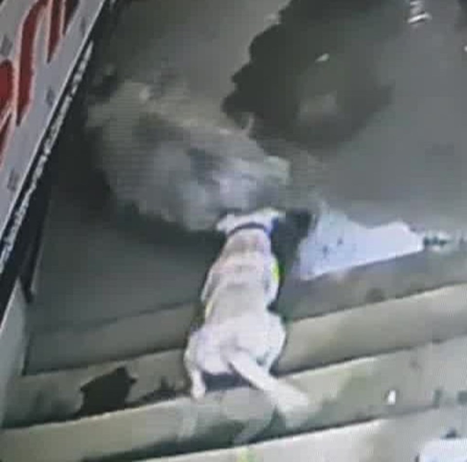 Köpeğin saldırma anı