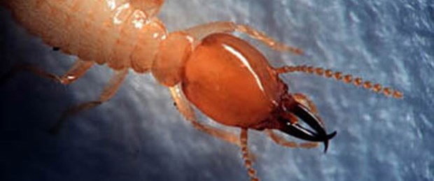 Kendi antibiyotiğini üreten karınca
