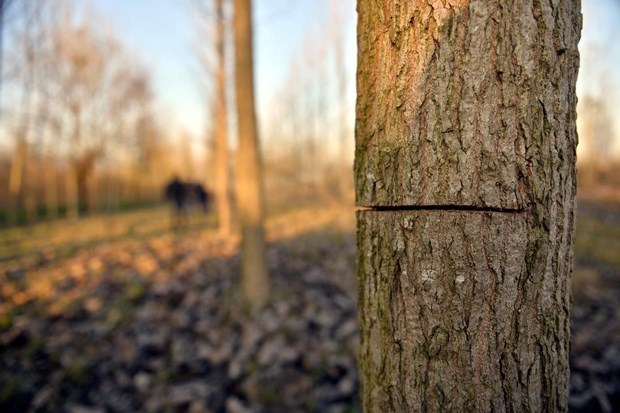 KESTİĞİ AĞACIN DALI ÖLÜMÜNE NEDEN OLDU