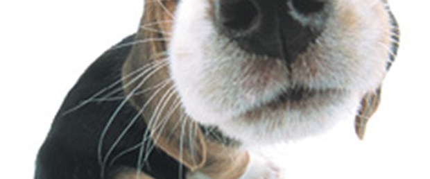 Köpekler, hipogliseminin kokusunu alabiliyor