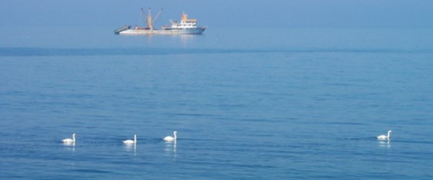 Kuğular Karadeniz'de