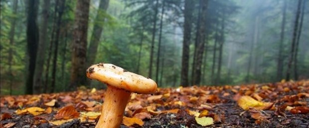 Küre Dağları'nın şapkalı gizemi