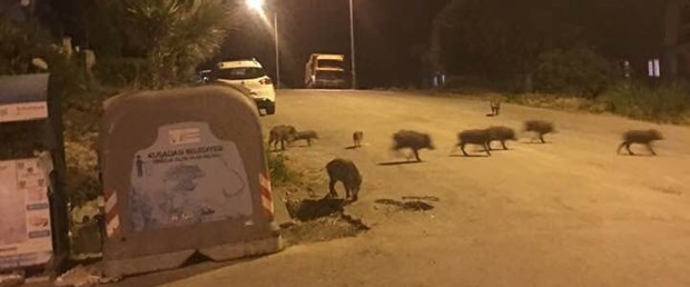 kuşadası domuz.jpg