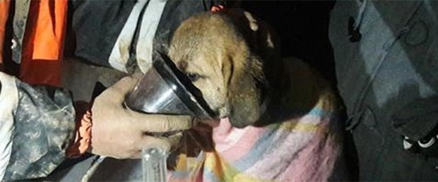 köpek12.jpg