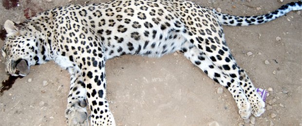 Leoparın türü belli oldu