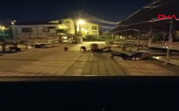 Marmaris'te domuz sürüsü pazara indi