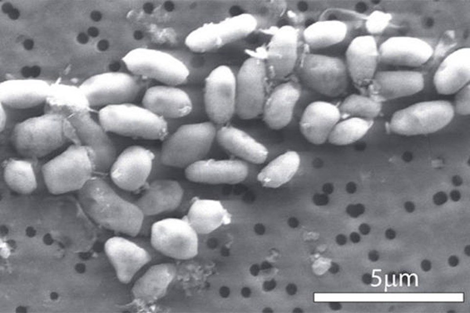 GFAJ-1.