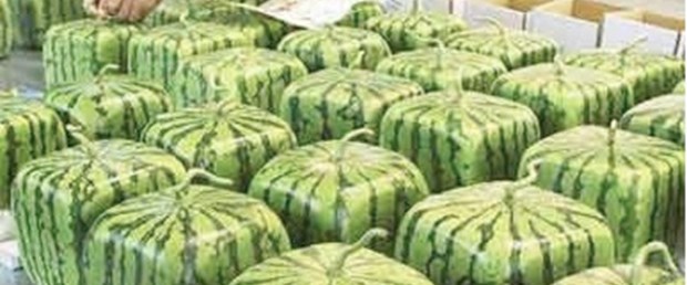 "Ne yediğimizi bilmiyoruz!"