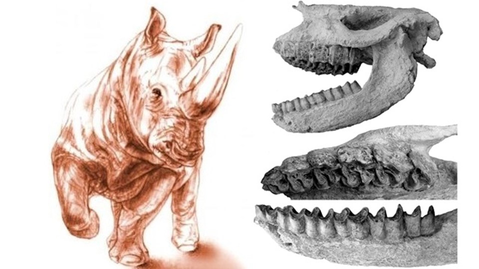 Ceratotherium neumayri ve Karacaşar'da bulunan kafatası.