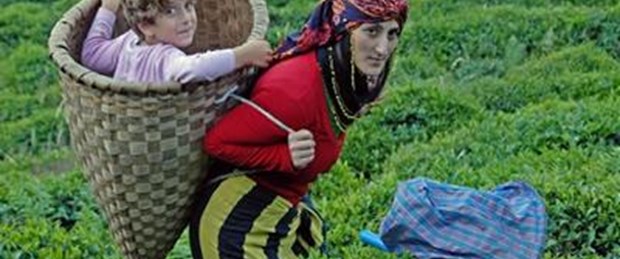 "Organik çay" üretimi başladı