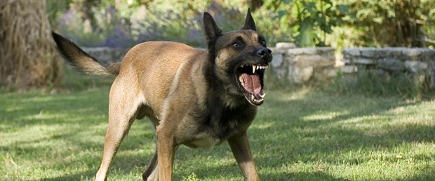 photodune-2613629-dangerous-dog-m.jpg