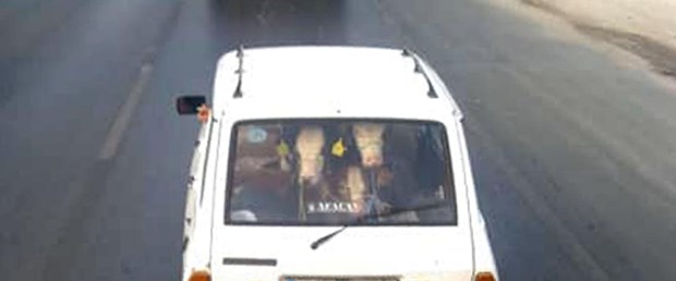 tosun fotoğraf.jpg