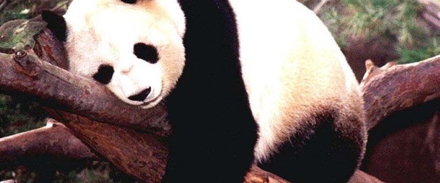 Pandaları tüp bebek yöntemi kurtardı