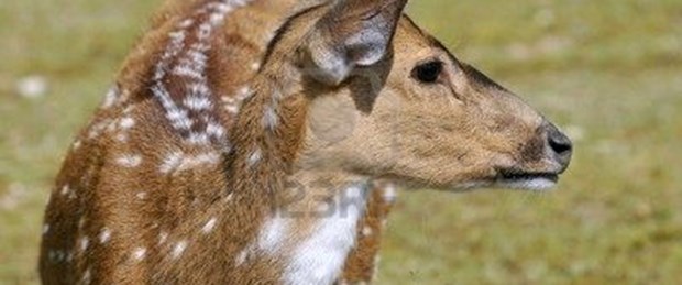 Pardus'un 'Alageyik' güncellemesi hazır