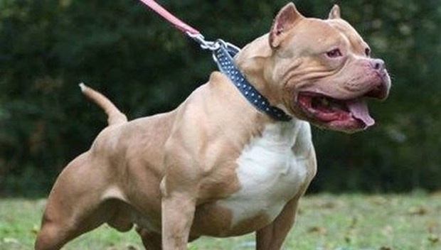 pitbull.jpg