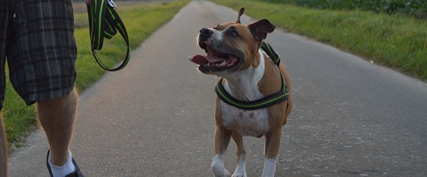 pitbull.jpg