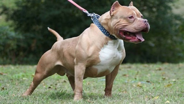160826-pitbull.jpg