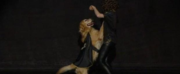 Romantik köpek iş başında
