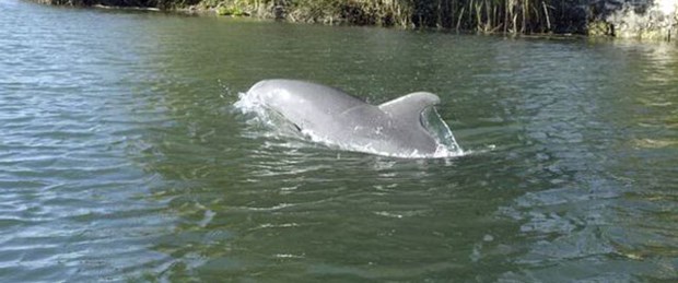 Sakarya Nehri'nde yunus görüldü