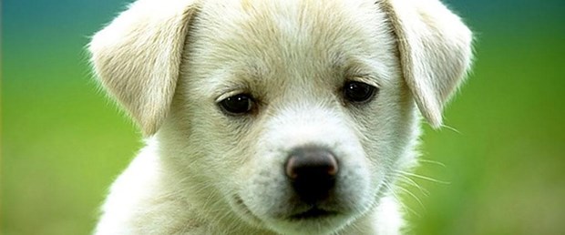 Sivas'ta köpek katliamı var mı?