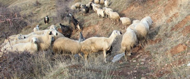 koyun keçi vebası.jpg