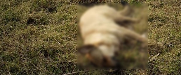 köpeköldü.jpg