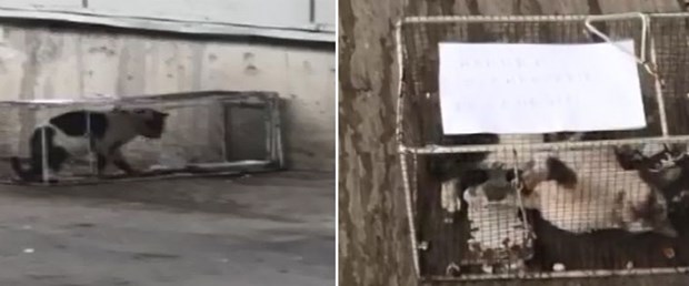 kedi-işkence.jpg