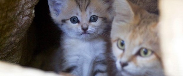 Tüm kedi ve köpekler kayıt altına alınacak