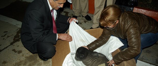 Yaralı fok için elbirliği