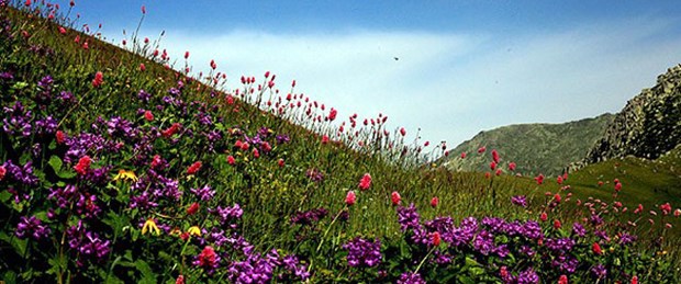 Yeri sır gibi saklanan bitki
