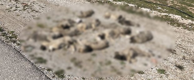 13 köpek yavrusu ölü bulundu.jpg