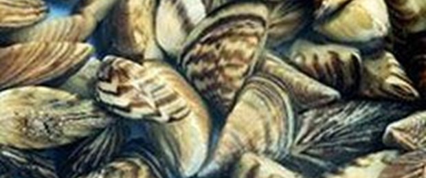 Zebra midyeler barajlara karşı
