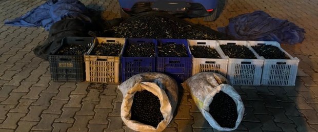 zeytin-hirsizlarini-jandarma-yakaladi.jpg