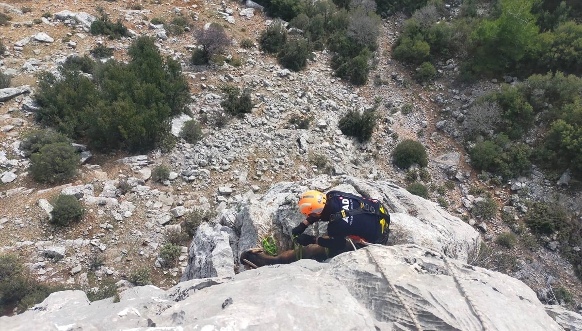 Mahsur kalan keçilerin yardımına AFAD yetişti