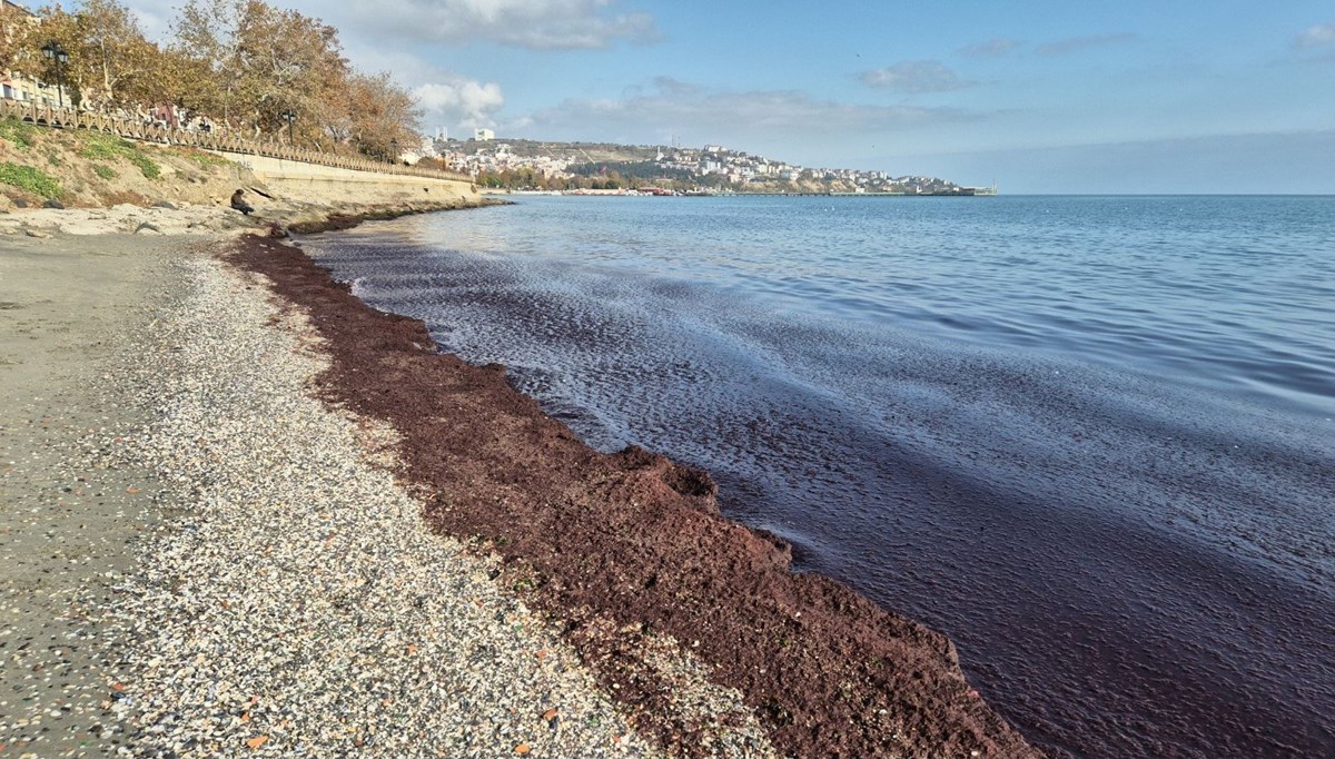 Tekirdağ kıyıları kırmızı yosunlarla kaplandı Tekirdağ kıyıları kırmızı yosunlarla kaplandı
