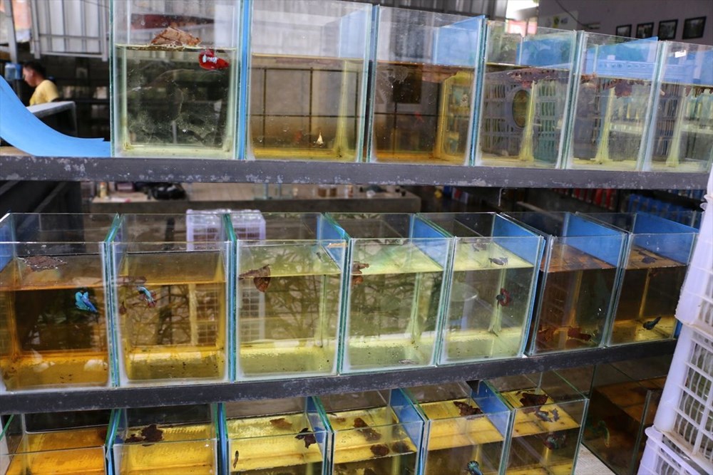 Betta balıkları yarışma için 'kuaförde' güzelleşiyor - 15