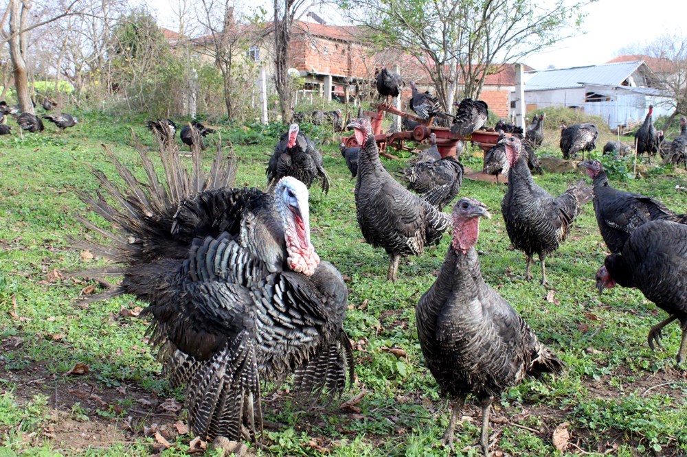 Yılbaşı hindileri bin liraya kadar çıkıyor - 2