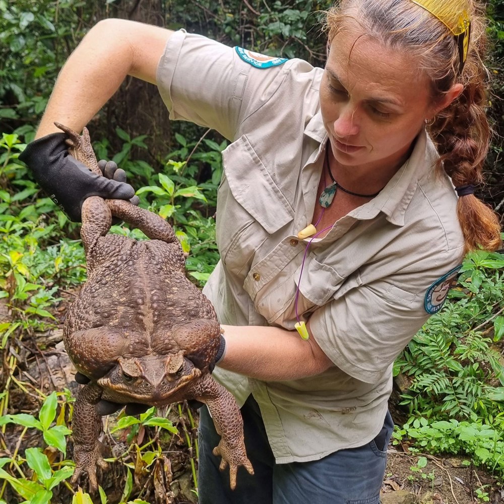Dünyanın en büyük kara kurbağası bulundu: Zehir saçarak önüne geleni yiyor - 5