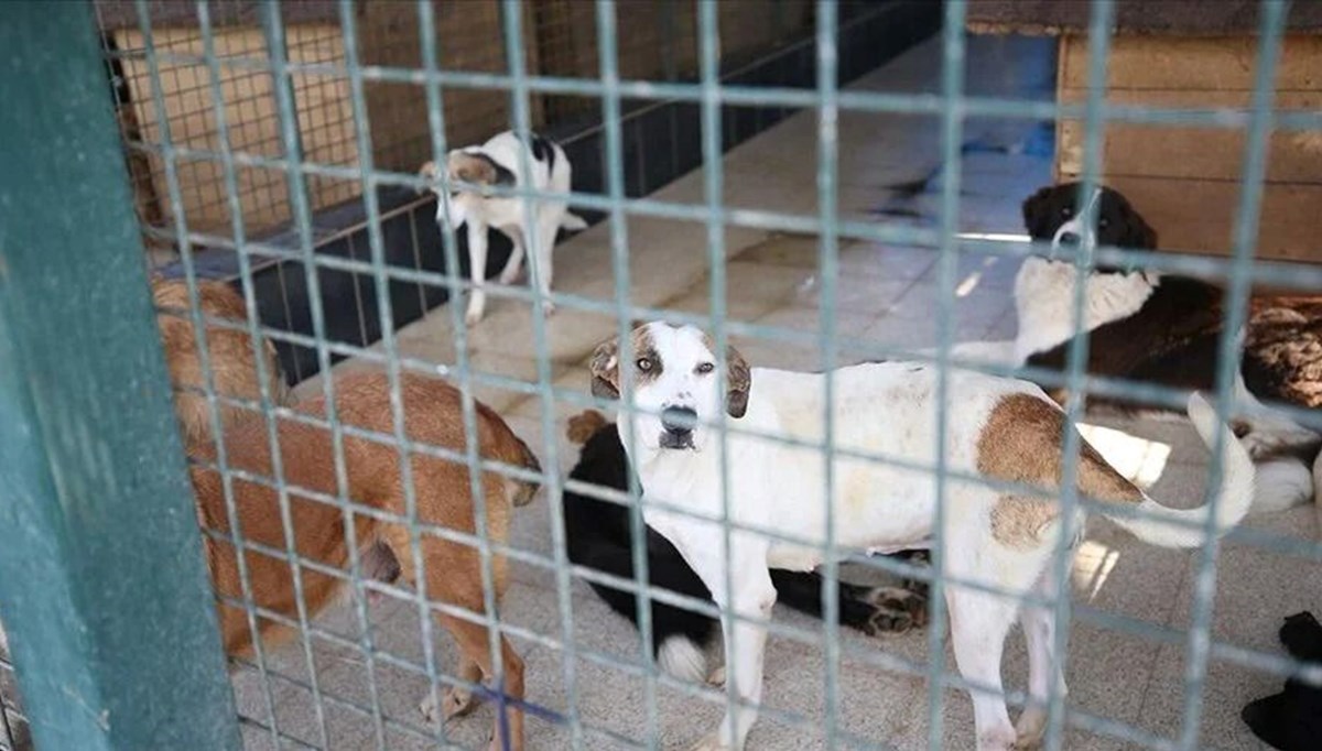 180 köpeğe bakan gönüllüye 1,7 milyon lira ceza 180 köpeğe bakan gönüllüye 1,7 milyon lira ceza