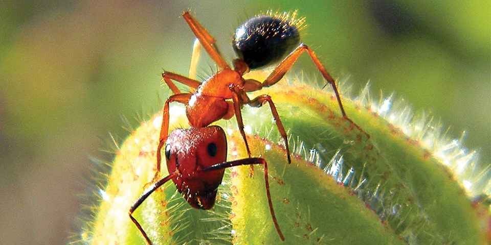 Beyninin boyutunu ayarlayabilen ilk böcek türü keşfedildi: Kraliçeleri olmadan hayatta kalabiliyorlar - 2