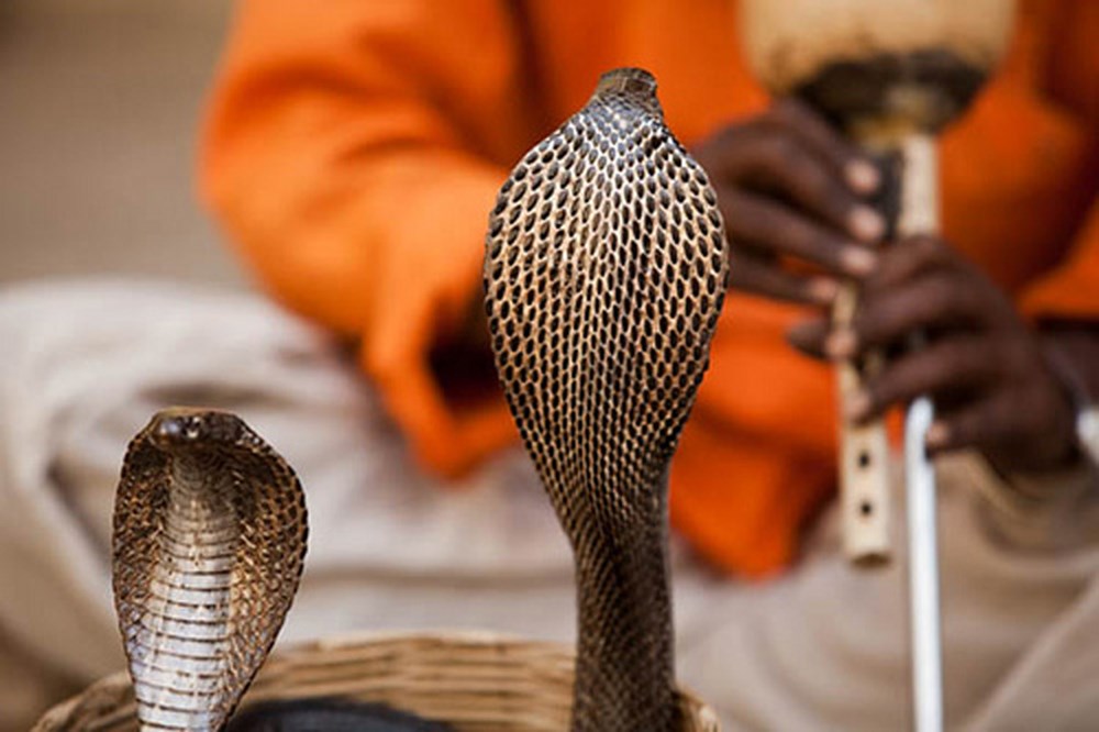 Venüs neden saat yönünde dönüyor? (İlginç bilgiler) - 103