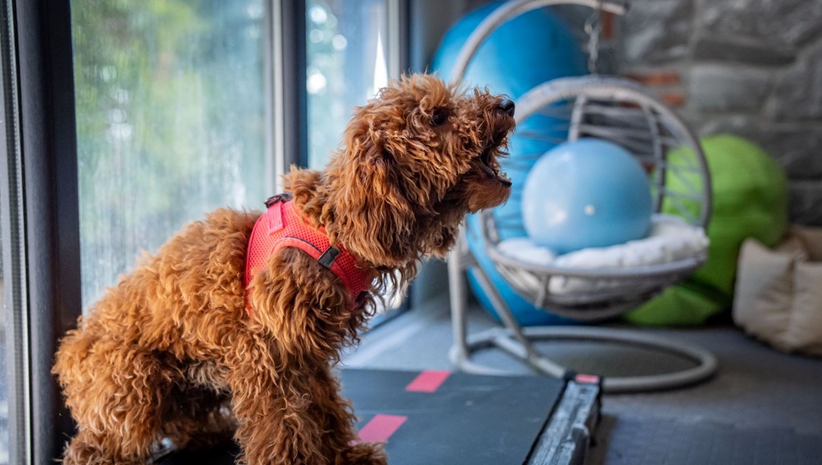 Psikolojik sorunlar yaşayan