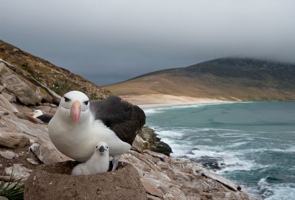 Küresel ısınma dünyanın en sadık canlılarını değiştirdi: Albatroslar arasındaki 'boşanma'lar arttı - 3